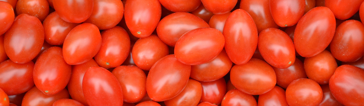 Ripe baby plum tomatoes.