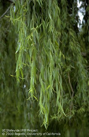 Weeping willow foliage.