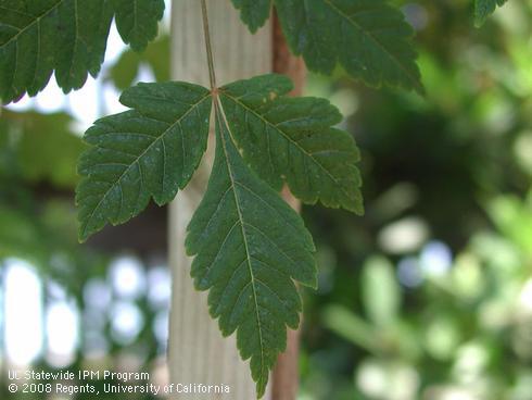 Foliage of Golden rain tree, <I>Koelreuteria paniculata</I>.