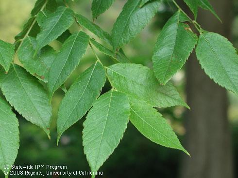 Foliage of Chinese flame tree, <I>Koelreuteria bipinnata</I>.