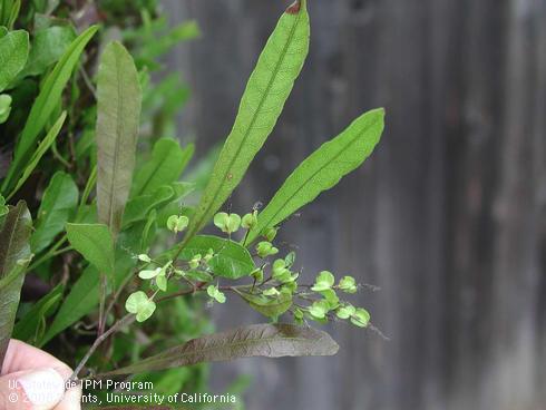 Fruit and foliage of purple hopseed bush, <I>Dodonaea viscosa</I> 'Purpurea'.