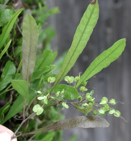 Foliage and green fruit of purple hopseed bush