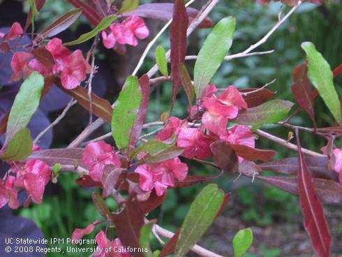 Fruit and foliage of purple hopseed bush, <I>Dodonaea viscosa</I> 'Purpurea'.