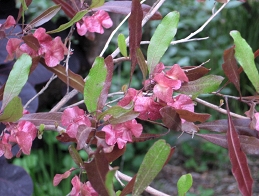 Purple hopseed bush fruit and foliage