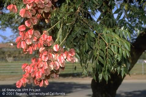 Papery fruit clusters, yellow flowers, and leaves of the Chinese flame tree, <i>Koelreuteria bipinnata.</i>.