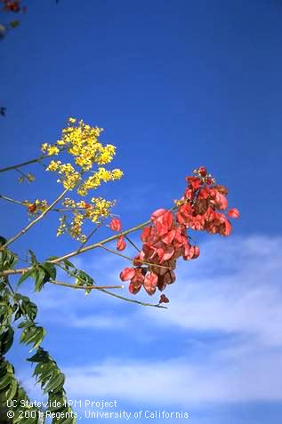 Papery fruit clusters, yellow flowers, and leaves of the Chinese flame tree, <i>Koelreuteria bipinnata.</i>.