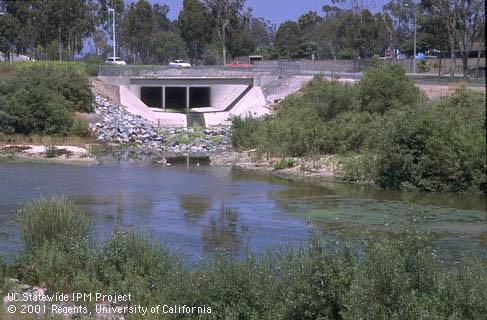 Urban storm water runoff drain discharging into a riparian area.