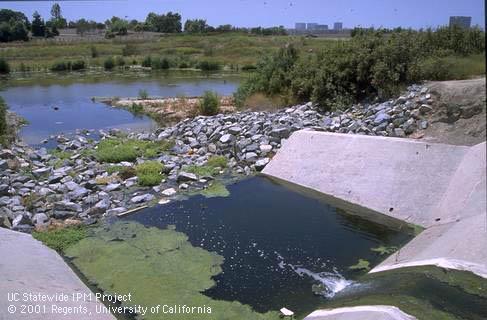 Urban storm water runoff drain discharging into a riparian area.