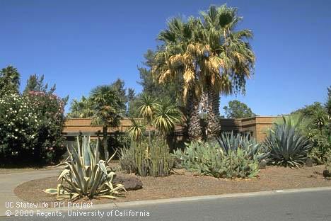 Drought tolerant landscape including agave, cactus, palm, and yucca.