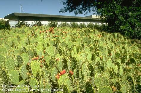 Desert and drought tolerant plants.