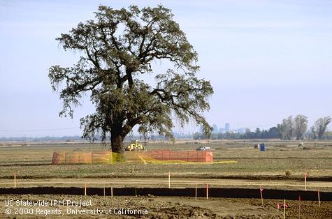 Fencing around the dripline to prevent activity and equipment damage to tree roots and the trunk and to avoid compacting root-zone soil at a construction site.