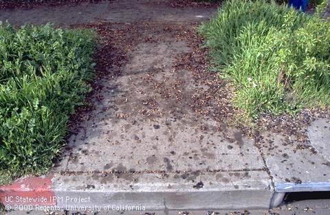 Olive tree canopy and dropped fruit, pits, and oil stains.