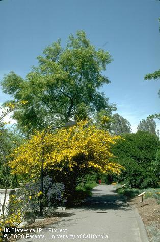 Blossoming Ceanothus and Fremontodendron.