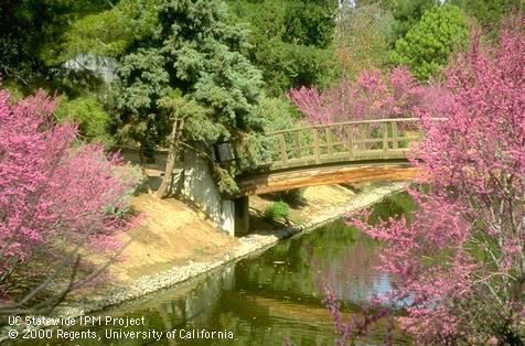 Putah Creek and redbud.