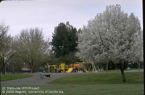 City park landscape with ornamental plums.