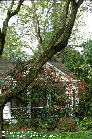 Camellia with red blossoms growing in a green, lush landscape that is partially shaded.