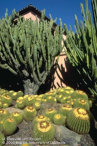 A landscape of barrel and tall cacti.