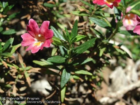 Pink flowers and leaves of Trish bush monkeyflower, <I>Mimulus aurantiacus</I> 'Trish'.