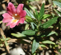 Pink flowers of Trish bush monkey flower