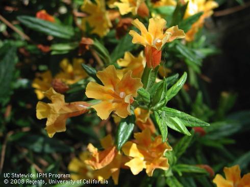 Yellow flowers and leaves of sticky monkeyflower, <I>Mimulus aurantiacus</I>.