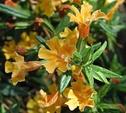 Orange flowers of sticky monkey flower