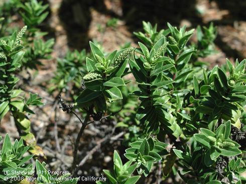 New flowers and foliage of blue mist veronica, <I>Hebe</I> 'Blue Mist'.