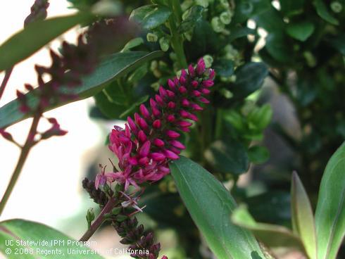 Flowers of Wiri Blush Hebe, <I>Hebe</I> x 'Wiri Blush'.