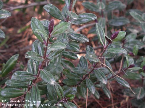 Purple-tinged foliage of Amy's purple hebe, <I>Hebe</I> 'Amy'.