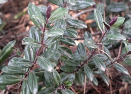 Foliage of hebe