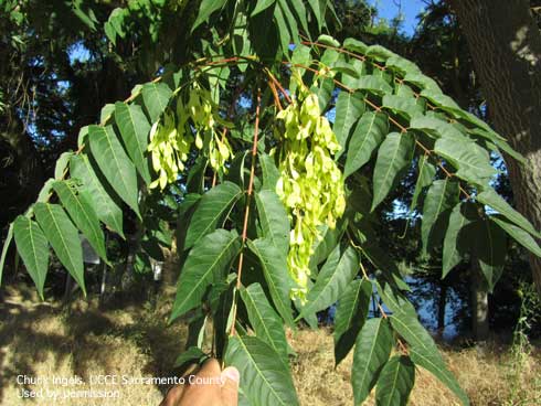 Tree of heaven leaves and clusters of seeds. 