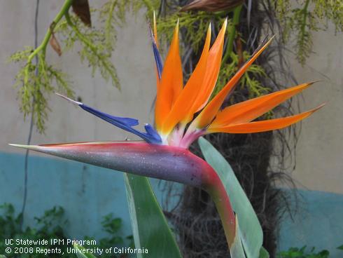 Bird of paradise flower, <I>Strelitzia</I> sp.