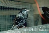 Starling adult