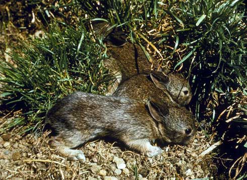 Young brush rabbits.