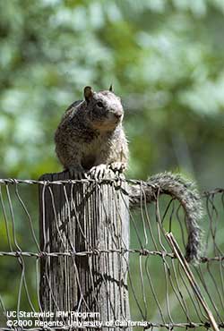 California ground squirrel