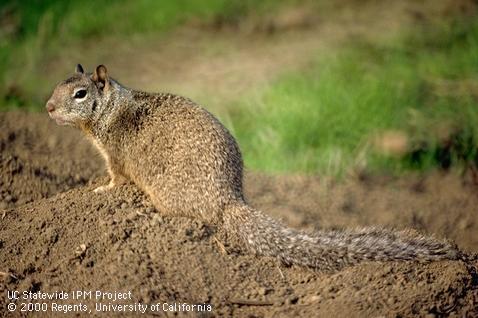 Adult California ground squirrel, <i>Otospermophilus</i> sp.