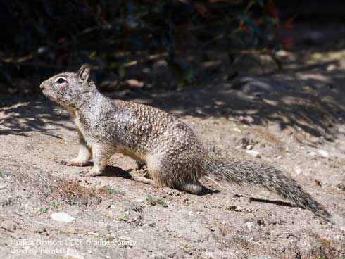 Adult California ground squirrel, <i>Otospermophilus beecheyi</i>.