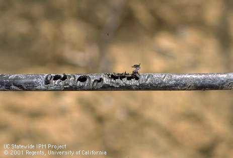 Holes chewed in a microsprinkler drip line by a California ground squirrel, <i>Otospermophilus</i> sp.