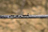 Holes chewed in a microsprinkler drip line by California ground squirrel, Spermophilus beecheyi.