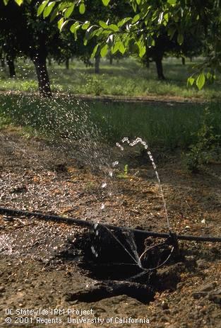 Water spraying from a microsprinkler damaged by a California ground squirrel, <i>Otospermophilus</i> sp.