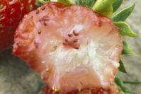 Fruit chewed by ground squirrel