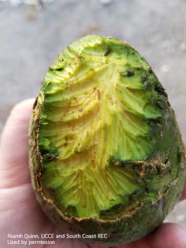 Avocado damaged by California ground squirrel, <i>Otospermophilus</i> sp.