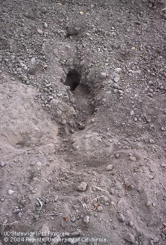 California ground squirrels, <i>Otospermophilus</i> spp., do not plug the entrances to their burrow systems.