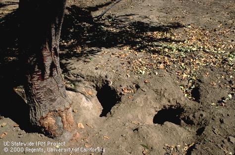 Open burrows by California ground squirrel, <i>Otospermophilus</i> sp.