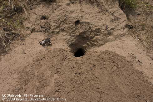 Ground squirrel burrow opening in sandy loam soil.