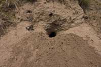 Ground squirrel burrow