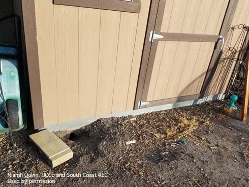 The burrow opening of a California ground squirrel, <i>Otospermophilus</i> sp., under a building.