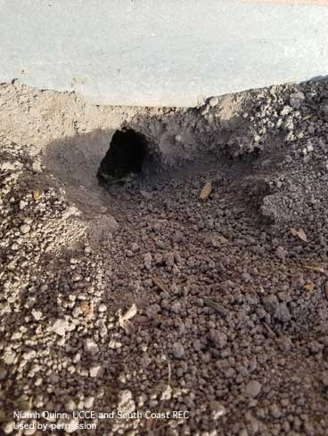 California ground squirrel burrow opening under a structure.