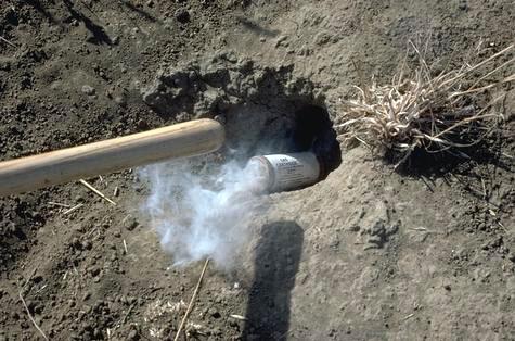 Shoving a lit gas cartridge into a ground squirrel burrow with a shovel handle for fumigation control.