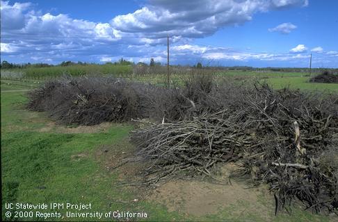 Ground squirrels may invade crops from the shelter of nearby brush piles.