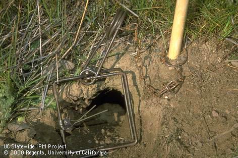 A Conibear trap is set and placed over the entrance to a ground squirrel burrow, and should be securred with a stake.